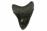 3.57" Fossil Megalodon Tooth - South Carolina - #130838-1